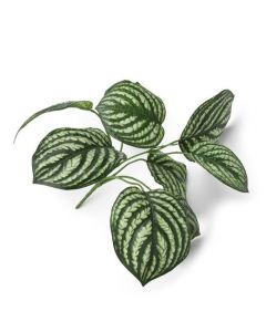 Dekoracija, Peperomia bush