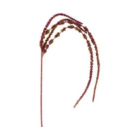 Dekoracija, Amaranthus