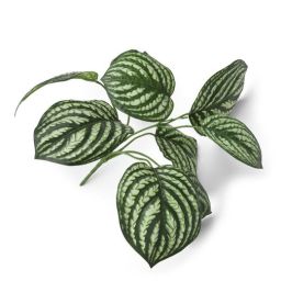 Dekoracija, Peperomia bush